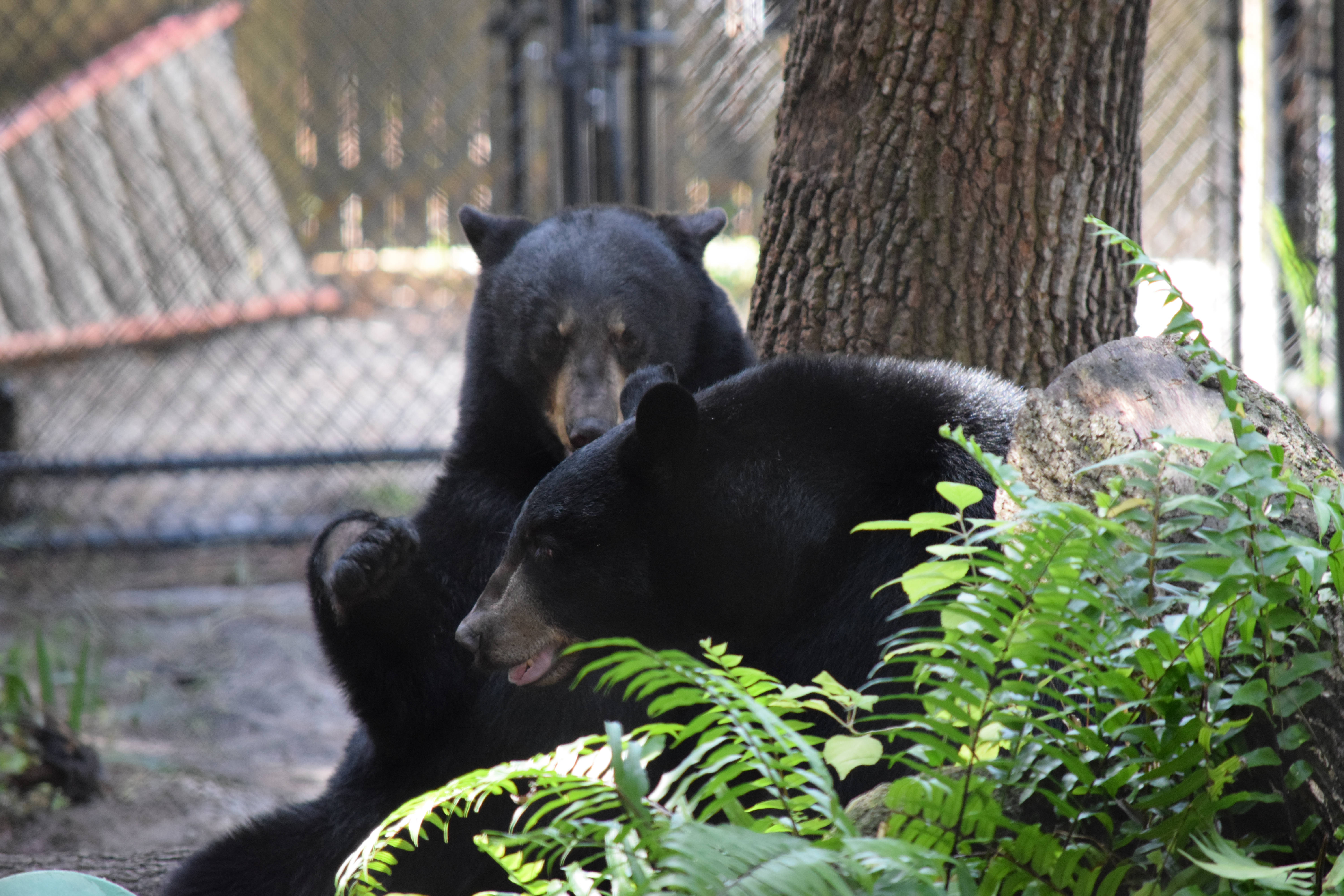 Florida Black Bears – Animal Enrichment Systems